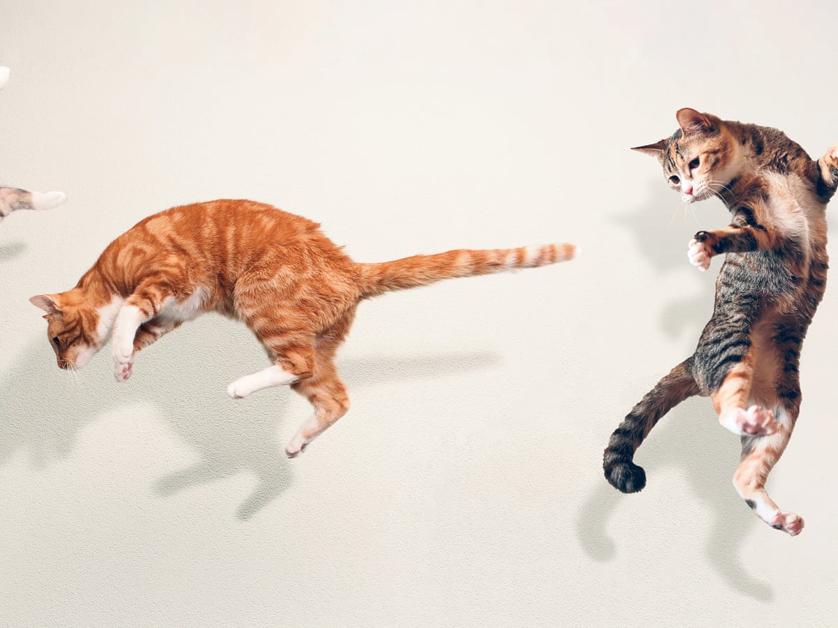 Study Reveals the Animals We See as ‘Friends,’ ‘Food,’ and Those ‘Worth Fighting For’ Study Reveals the Animals We See as ‘Friends,’ ‘Food,’ and Those ‘Worth Fighting For’