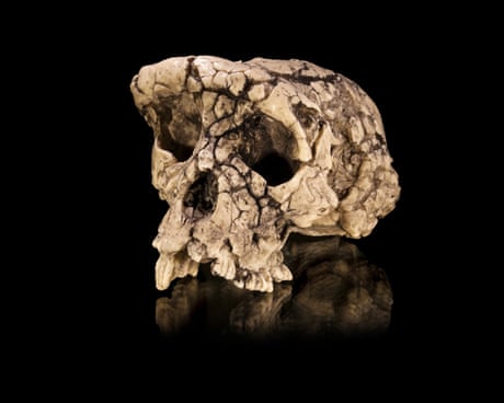 The curse of Toumaï: an ancient skull, a disputed femur and a bitter feud over humanity’s origins