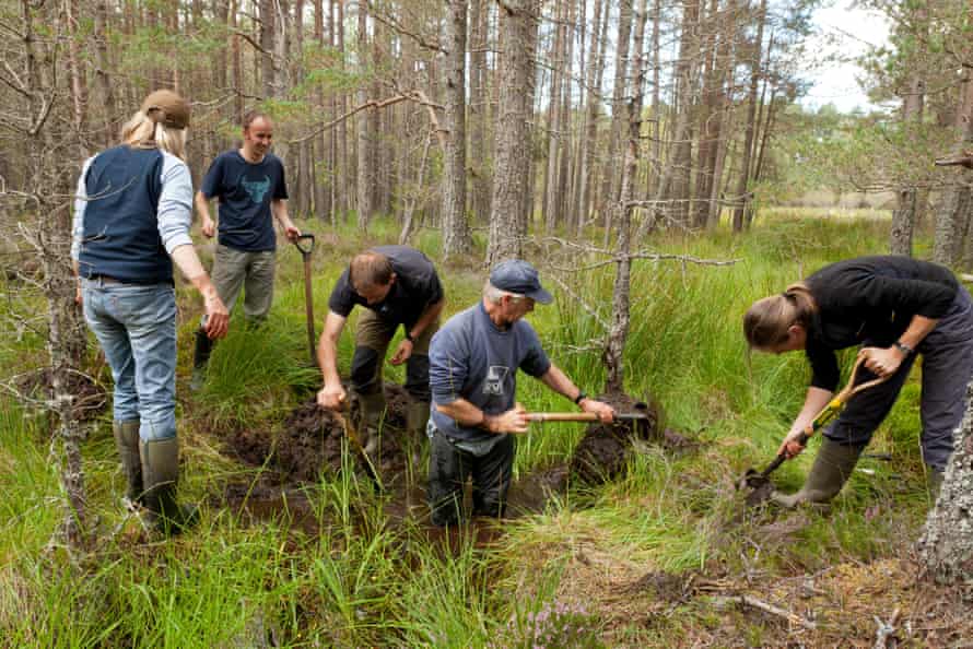 El personal y los voluntarios de RSPB construyen una presa natural para crear un área de bosque húmedo, en la Reserva Forestal de Abernethy, Parque Nacional de Cairngorms, Escocia