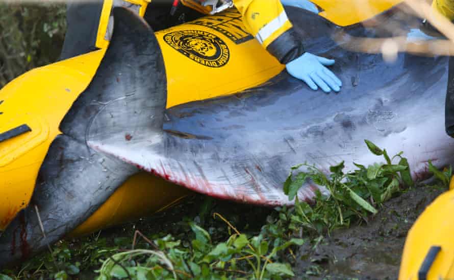 Whale Minke Stranded، Teddington، London، UK - 10 مه 2021 اعتبار اجباری: عکس از Andrew Fosker / REX / Shutterstock (11897527t) Whale Minke Stranded in Teddington Lock، West London - یکی از اعضای RNLI همانطور که دستش را روی نهنگ ساحلی می گذارد توسط دامپزشکی از باغ وحش لندن که نهنگ مینکه ، تدینگتون ، لندن ، انگلیس - به خواب می رود / به اوتانیا می رسد - 10 مه 2021