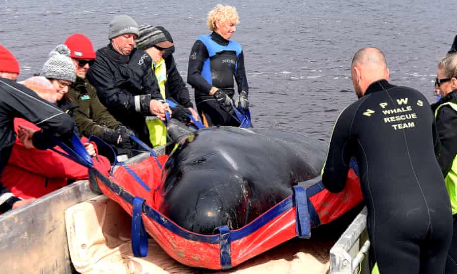 Tasmania whale stranding