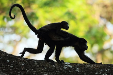 Silhouette of an adult monkey with a baby monkey on its back walking along a branch.