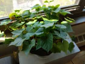sweet potato