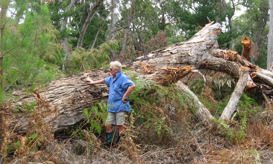 Tim Burnard near one of the hundreds of tree felled by the Victorian environment, land, water and planning department in 2015.