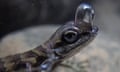 A green and grey lizard with a clear bubble over the front of its face