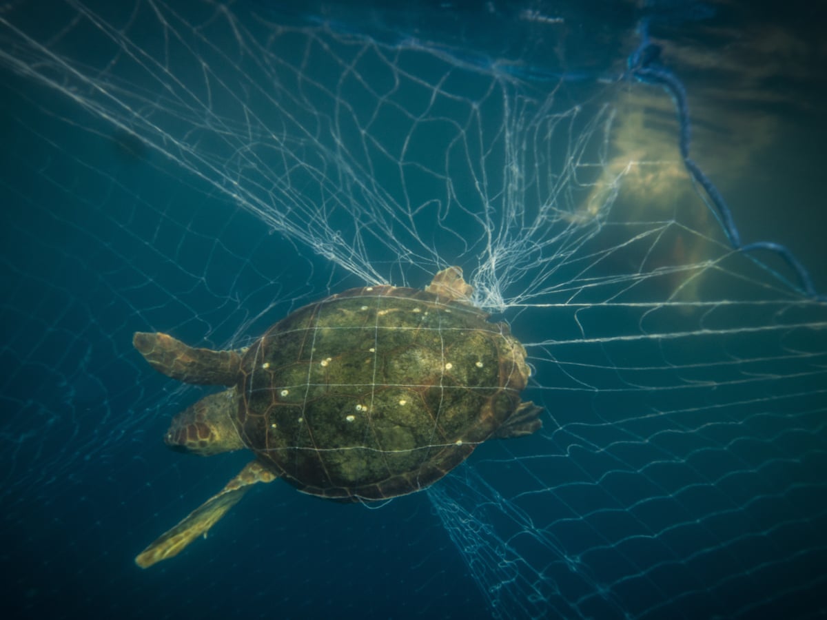 An invisible killer': how fishing gear became the deadliest marine plastic | Plastics | The Guardian An invisible killer': how fishing gear became the deadliest marine plastic | Plastics | The Guardian