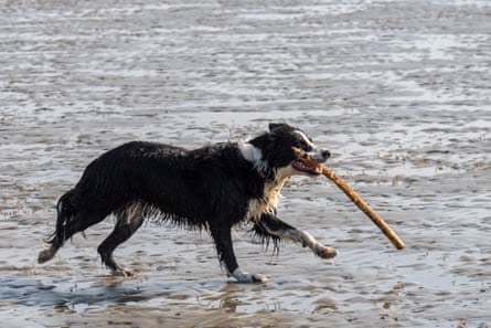 A black & white border collie running with a stick in its mouth on sandy beach