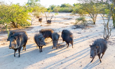 A group of wild Chacoan peccary.