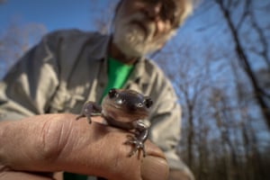 A spotted salamander stares directly at the camera, sitting on the fingers of a volunteer.