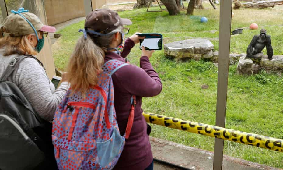 Dos mujeres con mochilas se paran frente a la pared de vidrio de un recinto donde un gorila está recostado sobre una roca.  Una de las mujeres está usando su teléfono para tomar una foto.