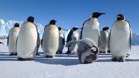 A group of emperor penguins with a chick standing on ice