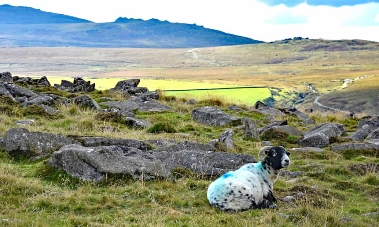 England’s farmers to be paid to rewild land