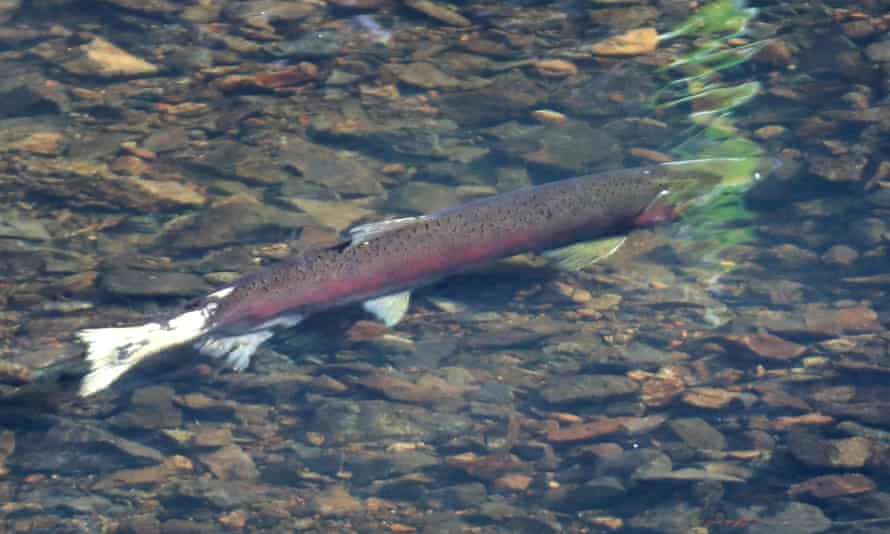 An endangered coho salmon swims during spawning season in Lagunitas Creek in Marin County, California.