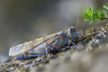 A slender blue-winged grasshopper