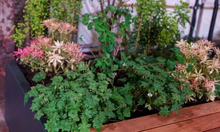 A planter filled with a variety of green plants mostly not in flower.