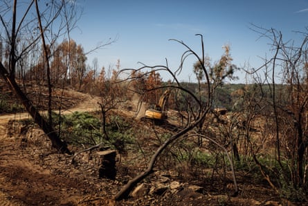 Burned eucalyptus plantation near Moinho das Freiras in Pedrógão Pequeno