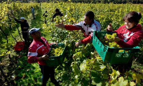 Romanian fruit pickers in an English vineyard in Sussex. ‘What Britain runs on is labour, wherever it comes from.’