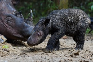 A female rhino named Rosa with her newborn baby at the Way Kambas National Park in Lampung province, Sumatra. It was Rosa’s first baby, the result of a captive breeding programme by the Indonesian government to save the critically endangered Sumatran rhino.