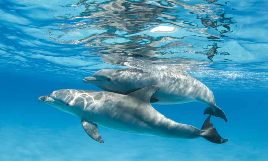 Two bottlenose dolphins