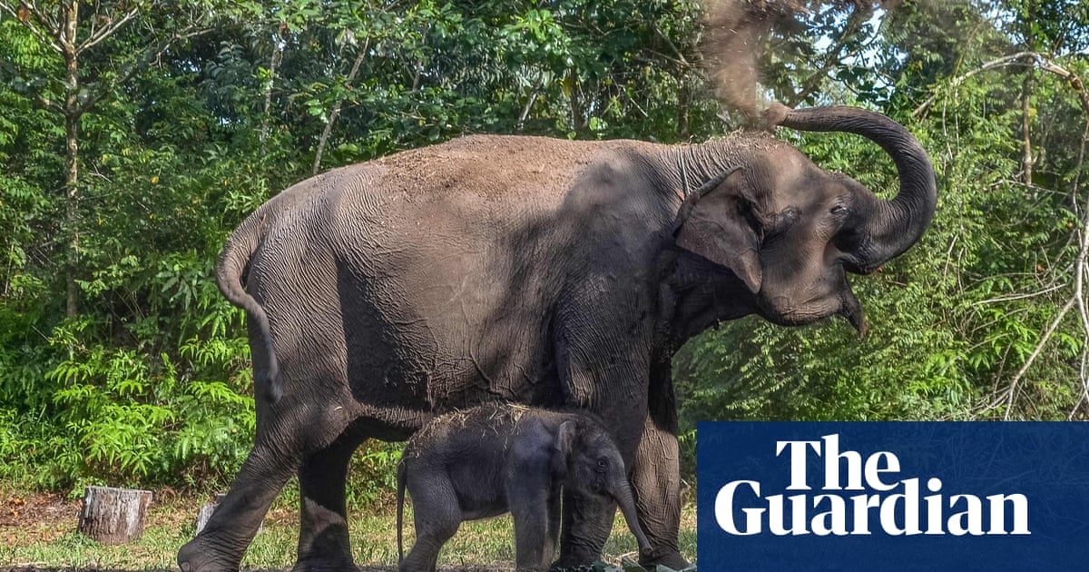 The week in wildlife – in pictures