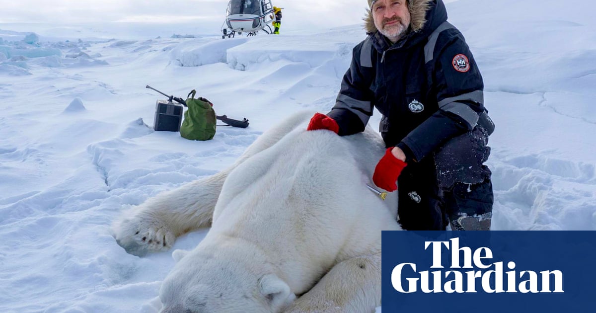 I know their names, what they eat': tracking polar bears on Svalbard's shifting icescapes