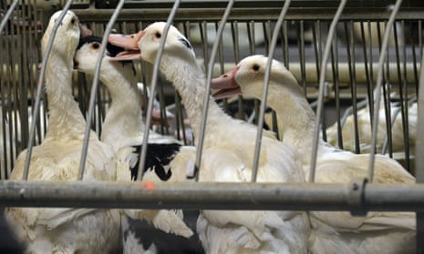 Ducks at a farm in Caupenne, southwestern France, where they are force-fed to produce the foie gras delicacy.