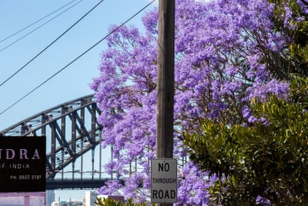 Jacarandas in full bloom in Kirribilli