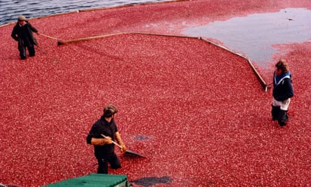 Nantucket Cranberries Painting The Massachusetts Island Red New England Holidays The Guardian