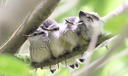 A group of titipounamu chicks – New Zealand’s smallest bird – huddle together on a branch on Te Ahumairangi Hill, 3km from Zealandia’s boundary fence