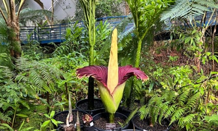 A corpse flower in bloom