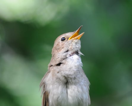 Front view of singing nightingale