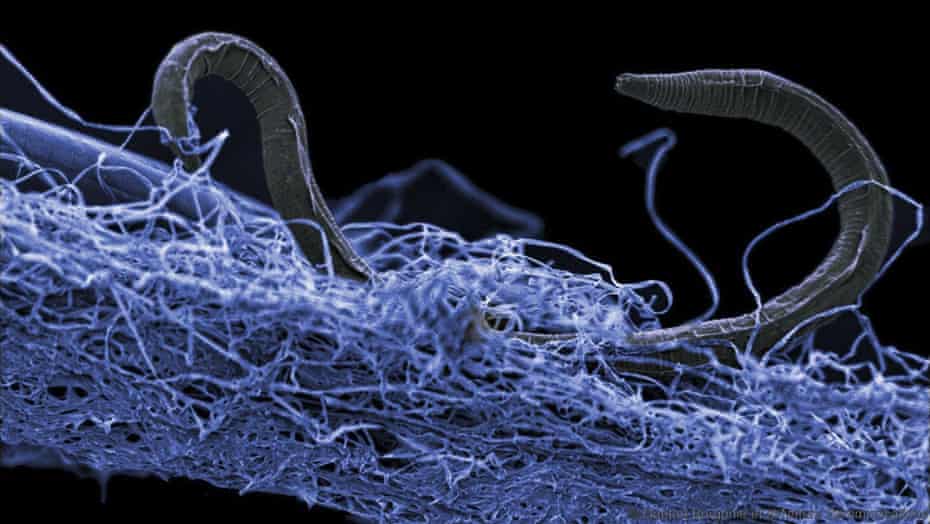 A nematode (eukaryote) in a biofilm of microorganisms, an unidentified nematode (Poikilolaimus sp.) which lives 1.4 km below the surface.