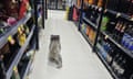 A koala walks the aisle of a grocery store in Meeniyan.