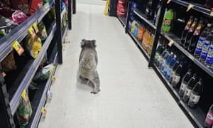 Um coala macho adolescente caminha pelo corredor de um supermercado em Meeniyan, Victoria, Austrália. O coala resistiu às tentativas da equipe de encorajá-lo a sair pela porta da frente e o vídeo o mostra subindo na banca de jornais, explorando a seleção de ervas e pegando brinquedos macios em exposição. A equipe, preocupada com seu bem-estar, finalmente conseguiu persuadi-lo a sair e se afastar da estrada