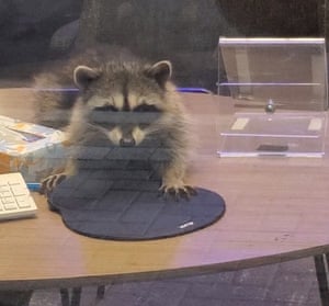 raccoon on a desk