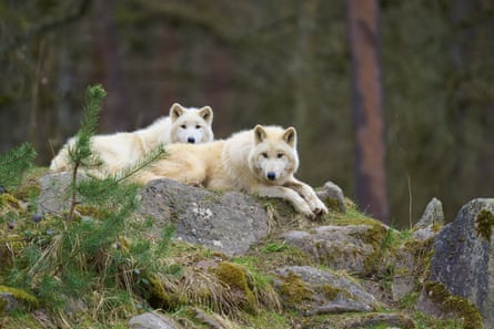 Two white wolves resting on rocks in a wooded area, in Germany