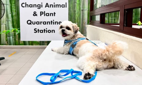 Happy looking small white dog sprawled on a bench next to a sign saying Changi Animal and Plant Quarantine station