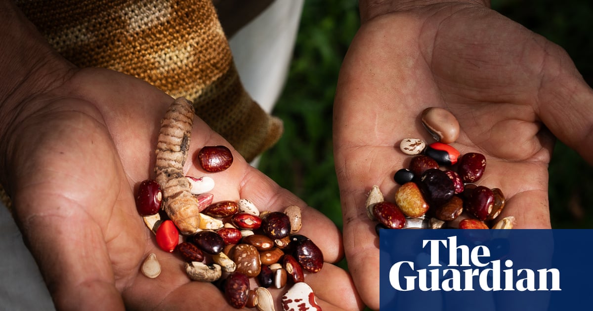 Ancient maize v agribusiness: why Colombia's seed guardians' are fighting the use of GM crops