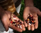 Ancient maize v agribusiness: why Colombia’s ‘seed guardians’ are fighting the use of GM crops