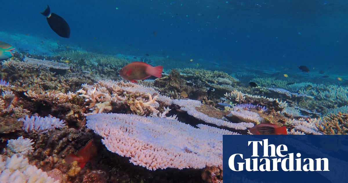 Fifth mass coral bleaching event in eight years hits Great Barrier Reef, marine park authority confirms | Environment