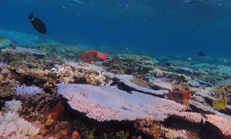 The Great Barrier Reef has again been hit by coral bleaching, pictured here off Heron Island.
