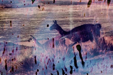 llamas seen through red stained lens