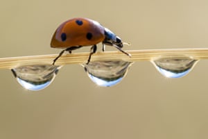 Uma joaninha sobe ao longo de um caule orvalhado de grama em um pasto em uma manhã ensolarada perto de Elkton, no sudoeste do Oregon, EUA.
