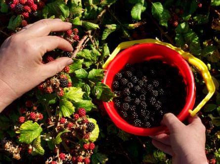 Foraging for blackberries satisfies a natural instinct.