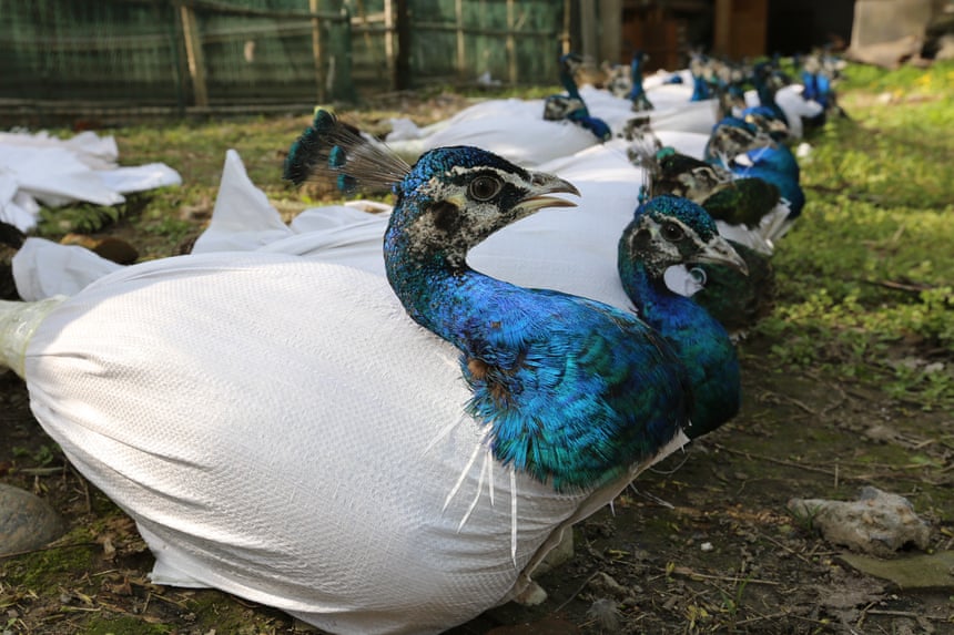 Live peacocks wrapped up in plastic bags, in Xiangyang, China