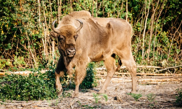 Bison in Blean Woods
