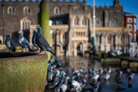 Pigeons gather outside.