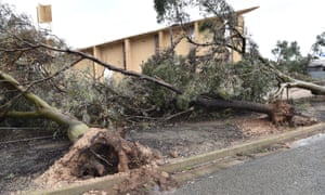 Up rooted trees are seen near a local church that was damaged following wild weather in the town of Blyth, South Australia