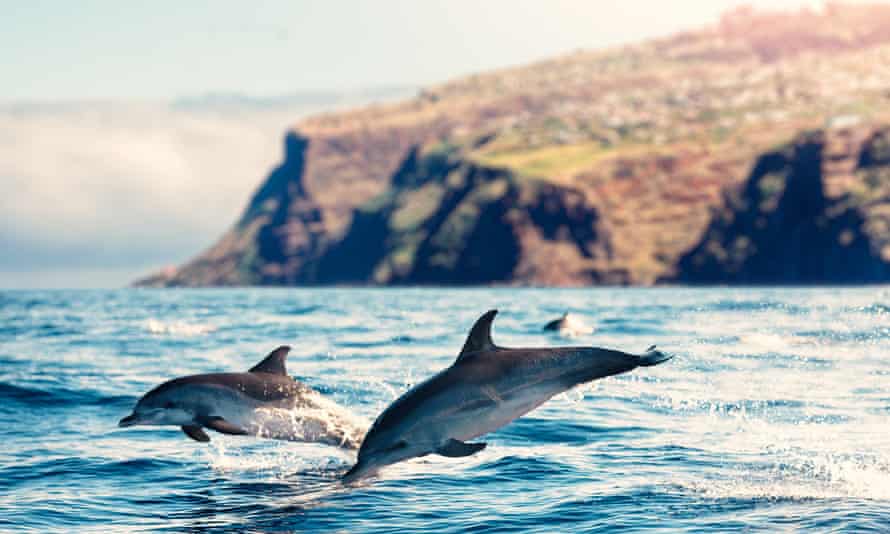 Group of dolphins jumping from the sea (Atlantic Ocean, Madeira Island).