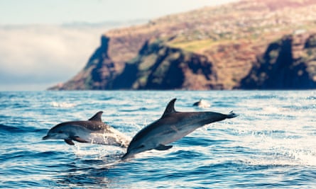 Lumba-lumba melompat dari laut lepas pantai Madeira.